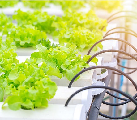 Hydroponic Systems