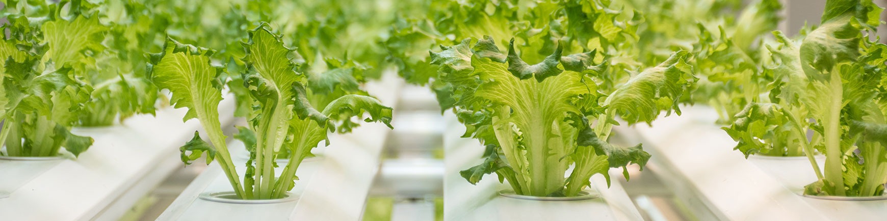 Contact HydroGarden NZ | Expert Hydroponic Support Banner